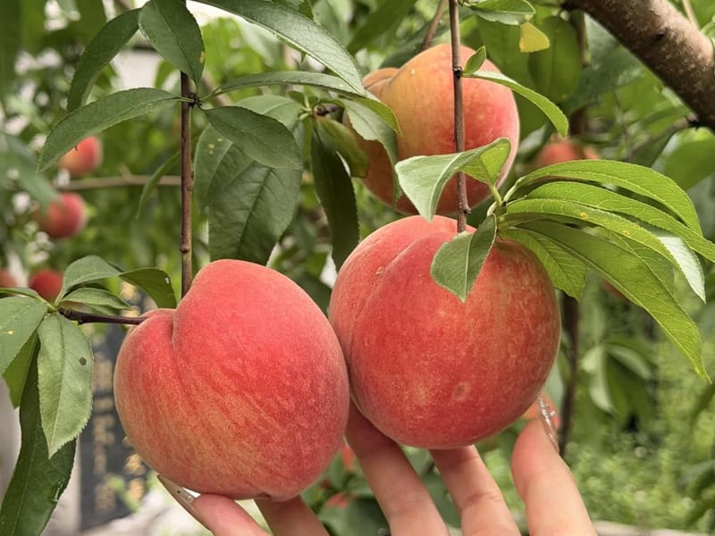 Chongqing: Fruit Picking & Farmhouse Feast Private Trip