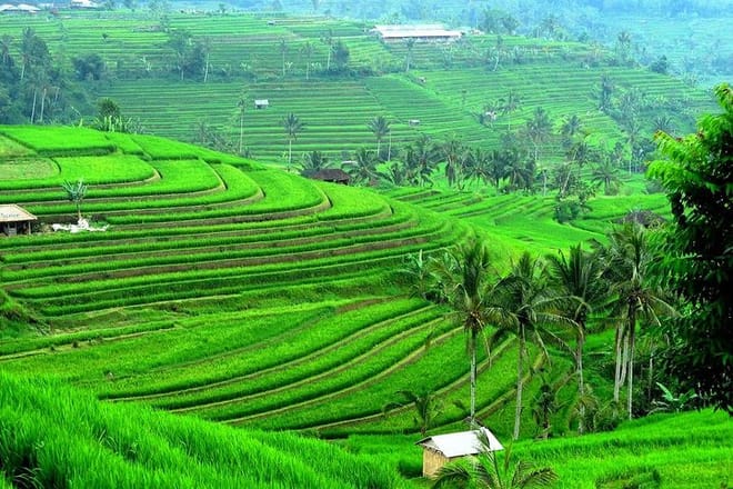 Bali: Jatiluwih Rice Terrace and Ancient Temples Private Tour 5