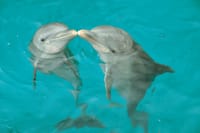 Riviera Maya Puerto Aventuras - Dolphin Royal Connection 7