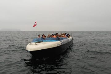 Sea Lion Swimming Tour at Palomino Islands, Callao