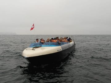 Sea Lion Swimming Tour at Palomino Islands, Callao