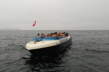 Palomino Islands Sea Lion Swimming Tour