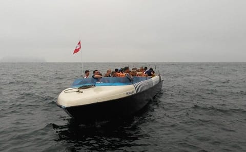 Sea Lion Swimming Tour at Palomino Islands, Callao