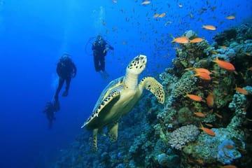 Beginner Scuba Diving Experience in Hurghada, Egypt