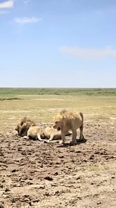 Tarangire, Serengeti & Ngorongoro: 4-Day Camping Safari