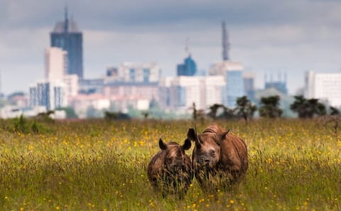Nairobi National Park Game Drive with Hotel Transfers