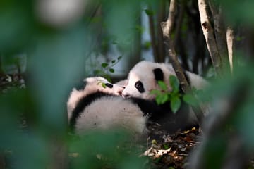 Chengdu Panda Park Tour with Transportation and Admission