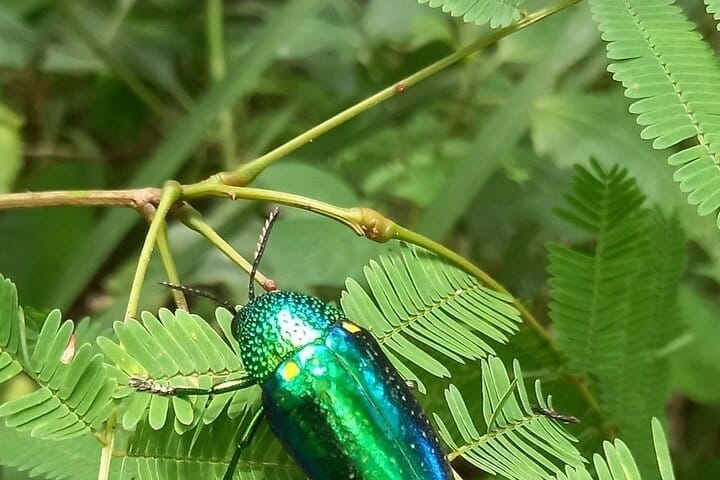 Chiang mai Suthep National Park Leisure Hiking & Mountain Biking