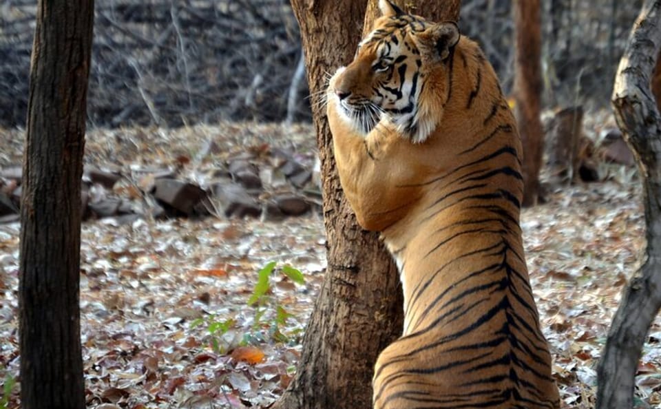 Tiger Watching and Temple Tour in Khajuraho and Nagpur