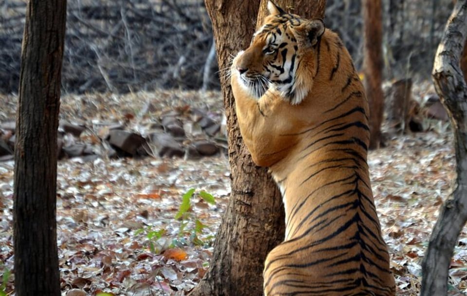 Tiger Watching and Temple Tour in Khajuraho and Nagpur