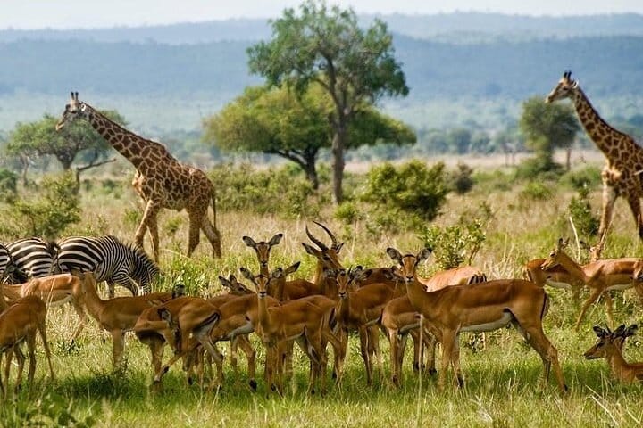 Nairobi Museum Snake Park Giraffe Center and Beads Center Tour