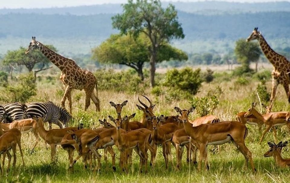 Guided 2-Day Birdwatching Tour at Lake Elementaita from Nairobi