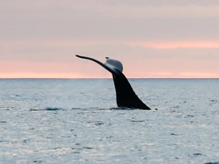 Midnight Sun Whale Watching, photo 16