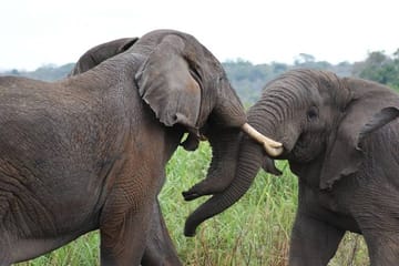 Day Trip Safari – Akagera National Park with Optional Lake Ihema Boat Safari