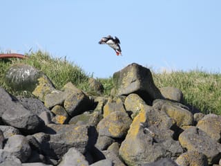Premium Puffin Tour, photo 11