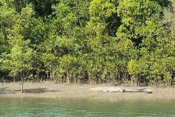 Sunderban Mangrove Wilderness Tour from Kolkata