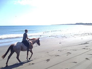 3 Hour Horse Swimming Adventure in Hurghada