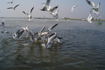 Nal Sarovar Bird Sanctuary and Lothal Tour from Ahmedabad