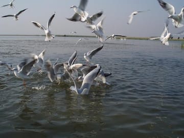 Nal Sarovar Bird Sanctuary and Lothal Tour from Ahmedabad