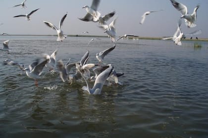 Nal Sarovar Bird Sanctuary & Lothal Day Tour from Ahmedabad