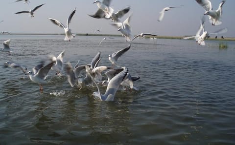 Nal Sarovar Bird Sanctuary and Lothal Tour from Ahmedabad