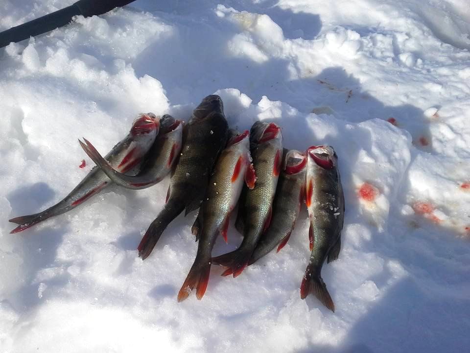 Some perches caught ice fishing at Lake Inari.