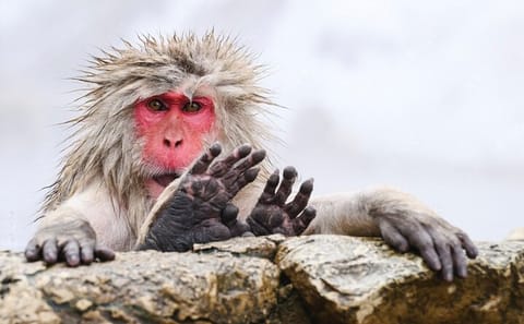 Nagano’s Snow Monkeys and Sake Tasting Day Tour