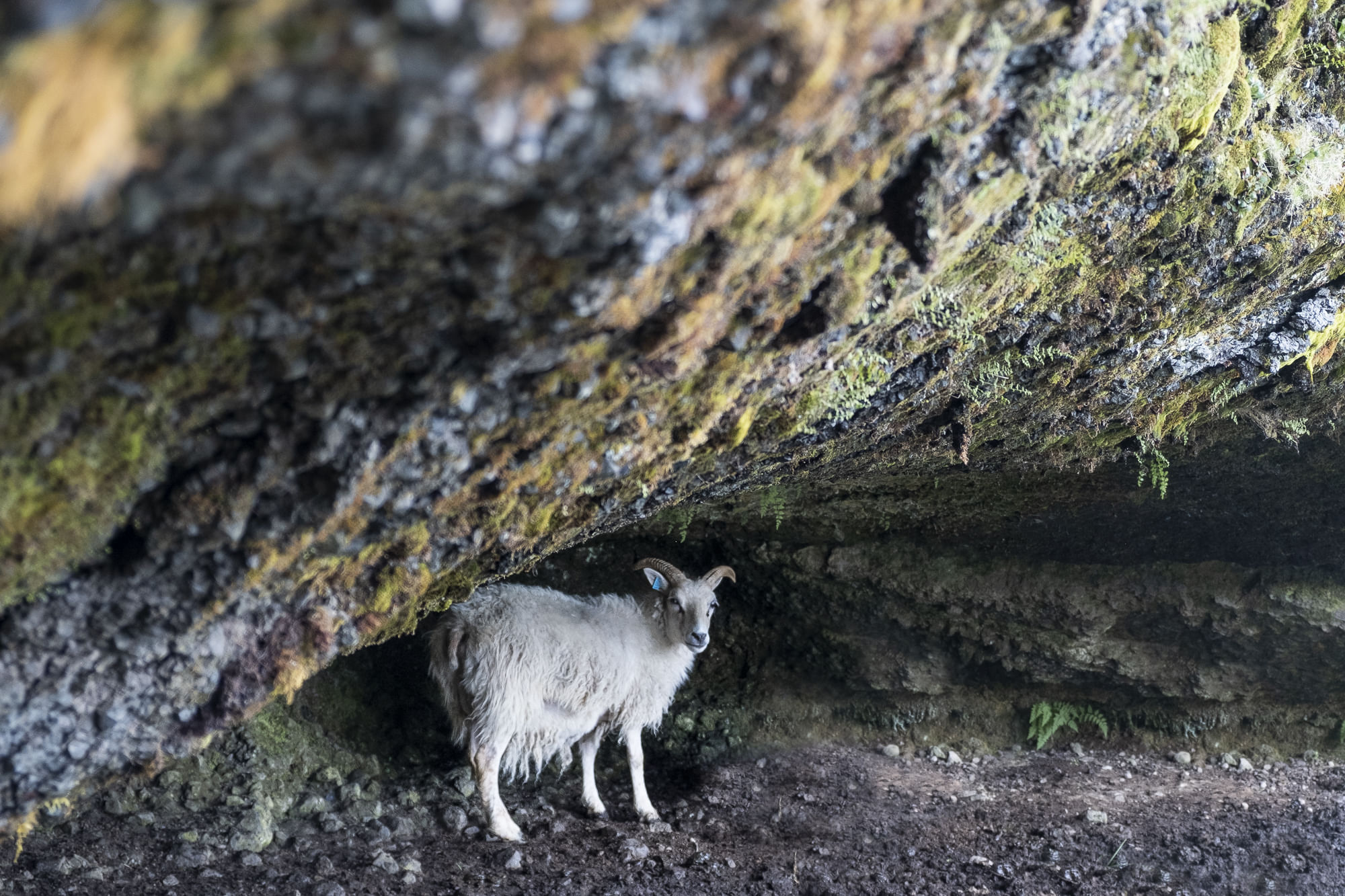Icelandic sheep not in a shelter from the wind