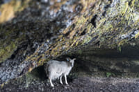 Icelandic sheep not in a shelter from the wind
