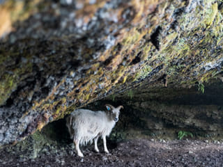 Icelandic sheep not in a shelter from the wind