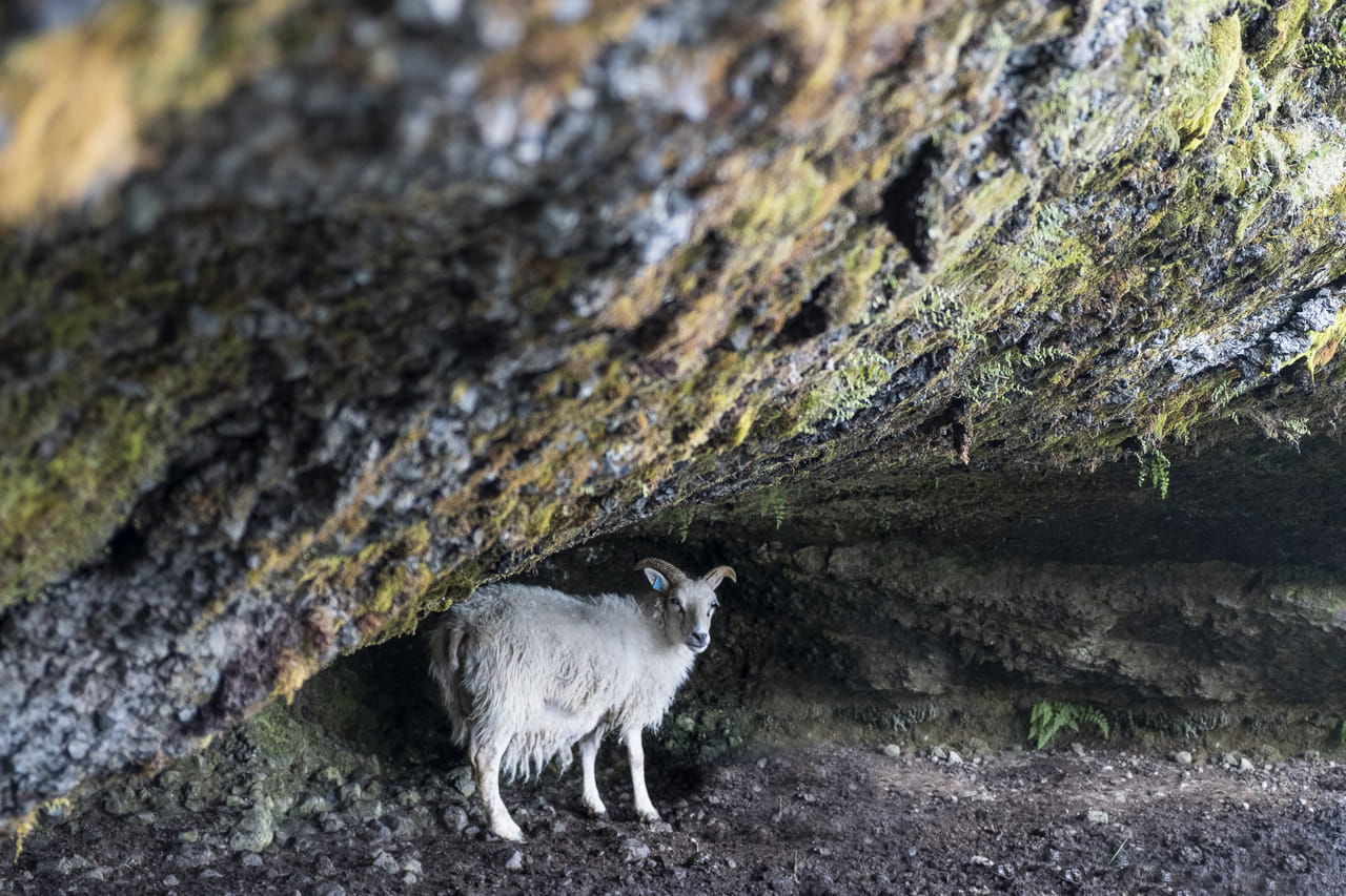 Icelandic sheep not in a shelter from the wind