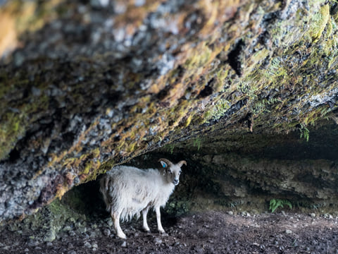Icelandic sheep not in a shelter from the wind