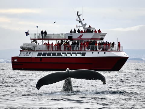 Reykjavík Whales & Diving, photo 2