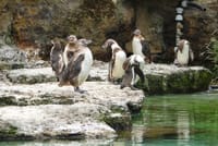Theme Parks of London Chessington Full-Day Private Tour 9
