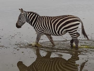 4-Day Masai Mara and Lake Nakuru Jeep Safari