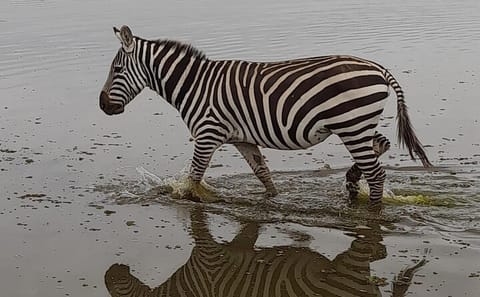 4-Day Masai Mara and Lake Nakuru Safari from Nairobi