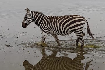 4-Day Masai Mara and Lake Nakuru Safari from Nairobi