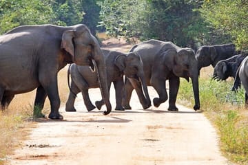 Knuckles and Wasgamuwa trail from Colombo