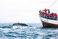 Hello humpback!