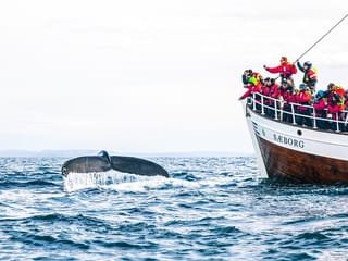 Hello humpback!