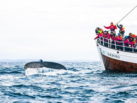Hello humpback!