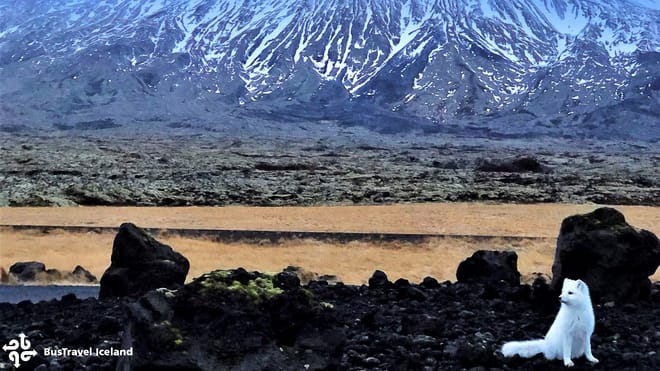 Snæfellsnes Peninsula Tour 4