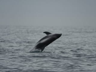 Reykjavík Bay Arctic Rose Whale Watching Excursion, photo 12