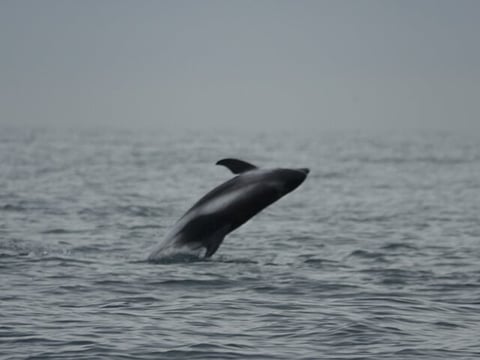Reykjavík Bay Arctic Rose Whale Watching Excursion, photo 12