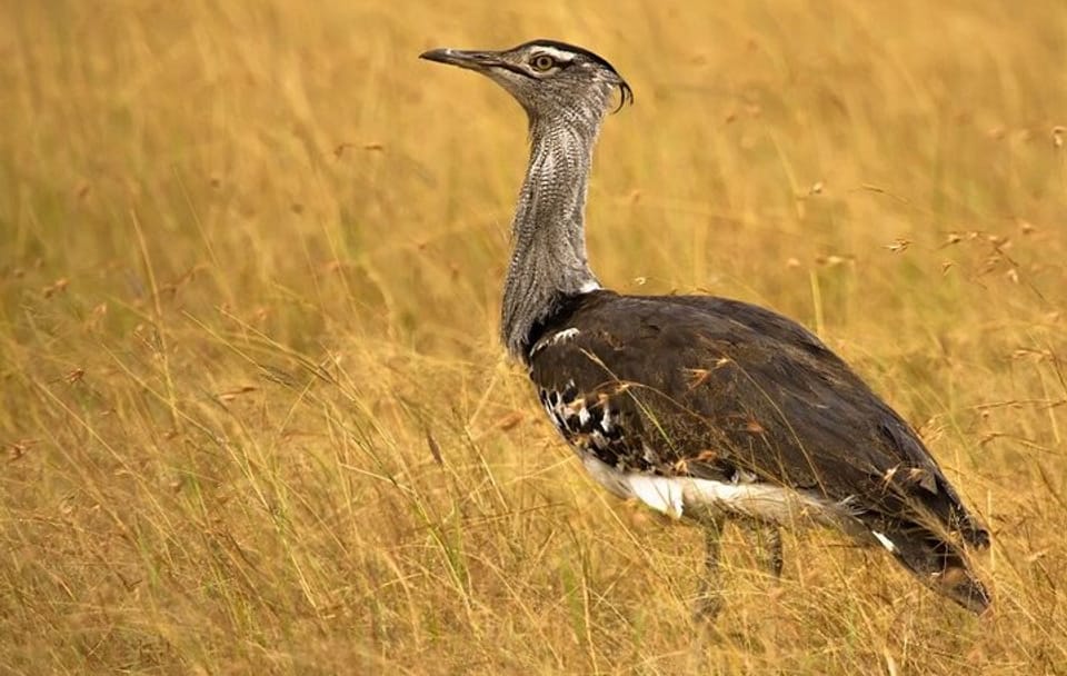Three-Day Tour of Narayan Sarovar Sanctuary and White Rann