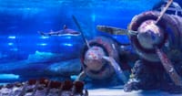 Antalya: Aquarium, Wax Museum & Combo Package Options 4