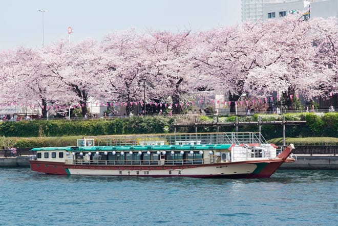 Cherry Blossom Sightseeing River Boat Experience on the Sumida River in Tokyo