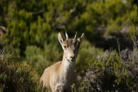 El Saltillo Gorge and white village hiking Tour from Malaga 3