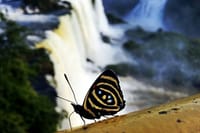 Iguazu Falls - Brazilian Side