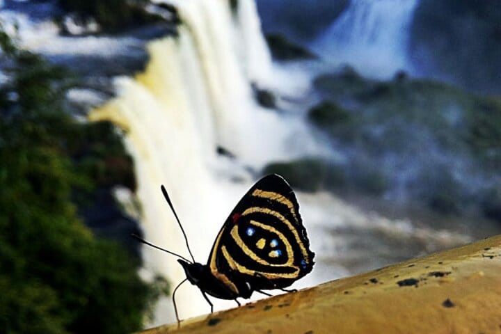 Iguazu Falls - Brazilian Side